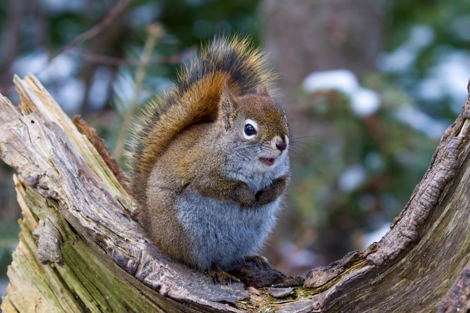 Free Image of Squirrel 