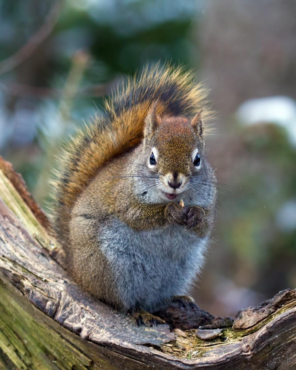 Free Image of Squirrel 