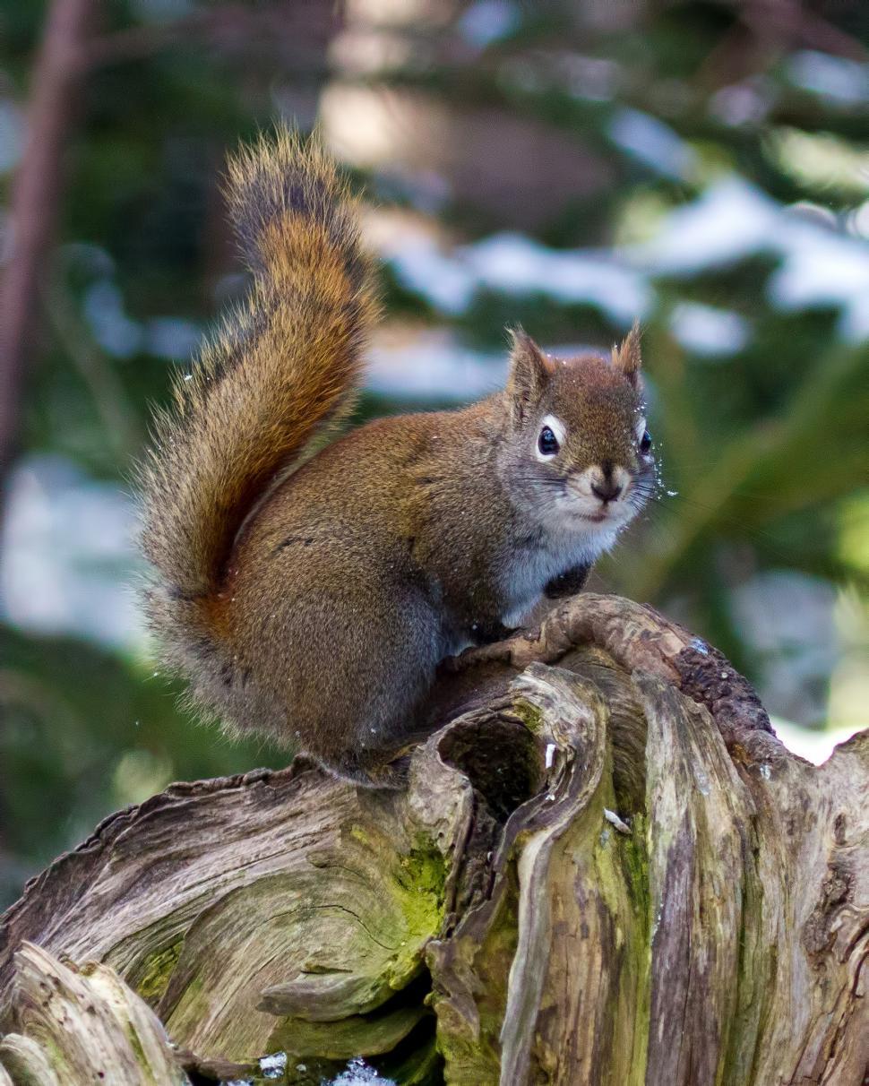 Free Image of Squirrel 