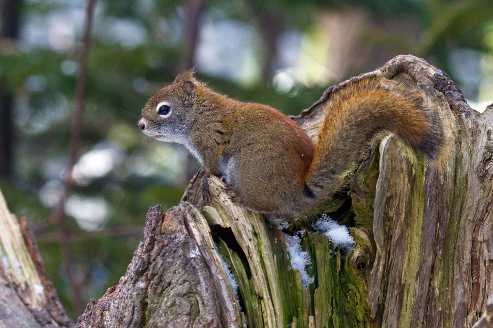 Free Image of Squirrel 