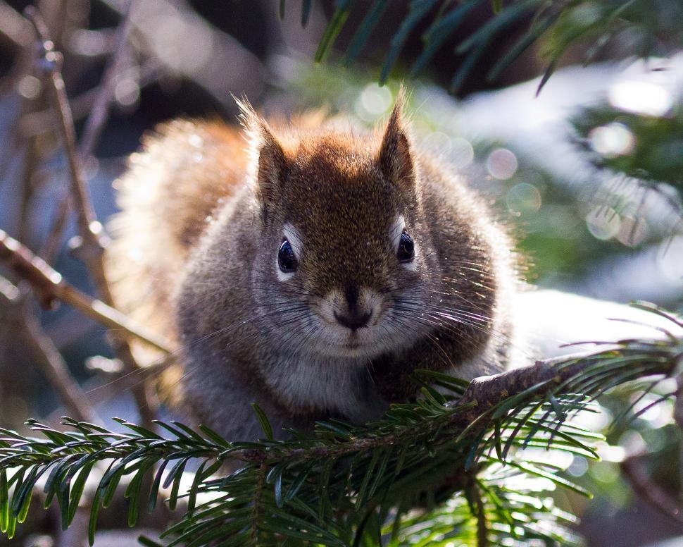 Free Image of Squirrel 