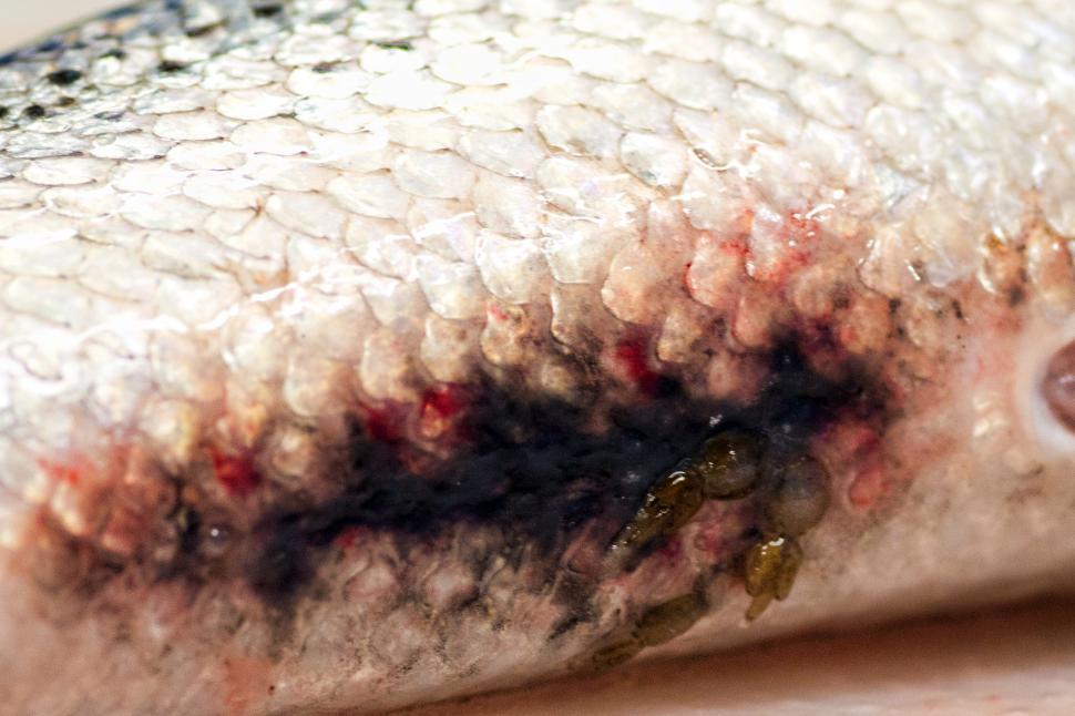 Free Image of Salmon Parasite 