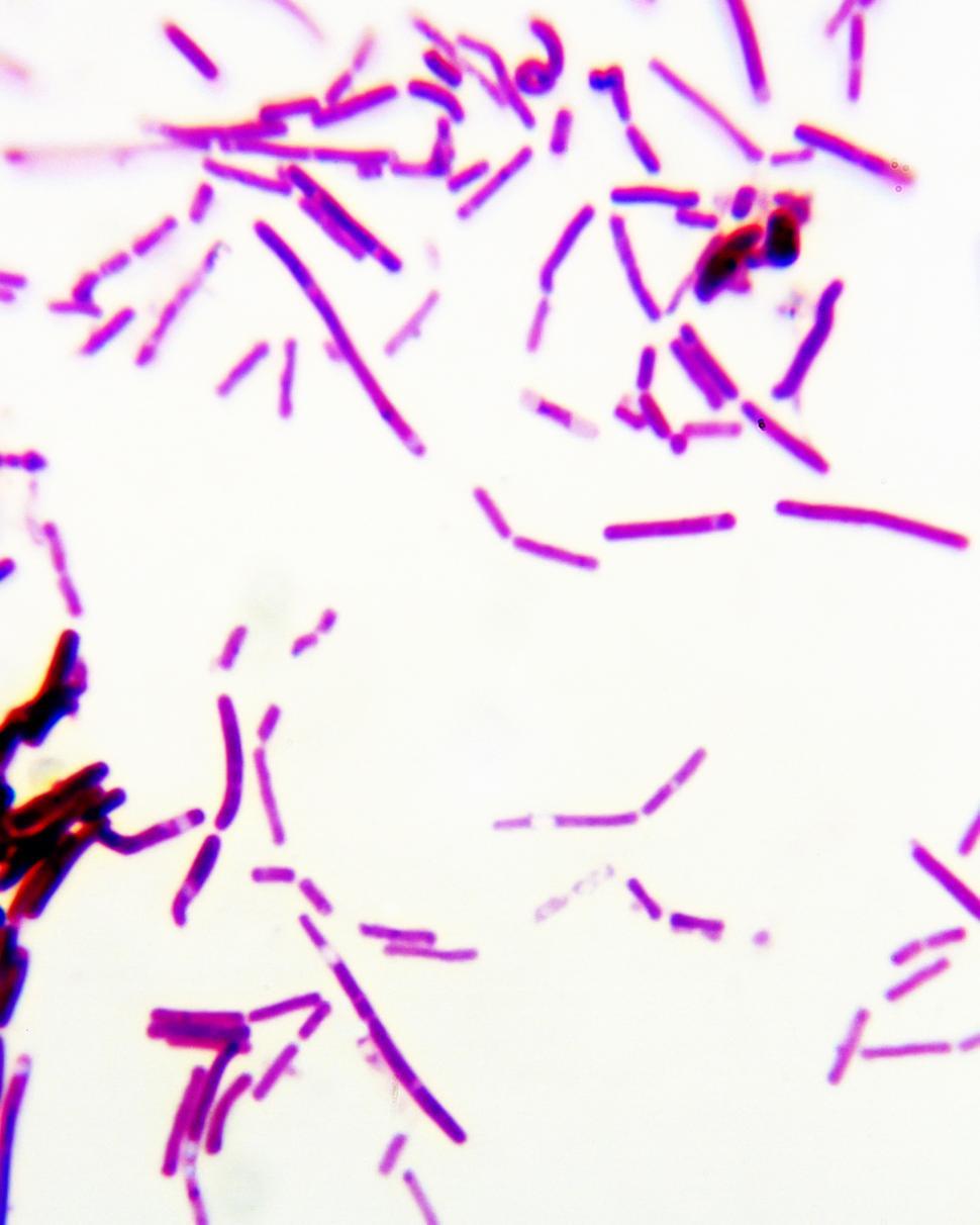 Free Image of Bacteria 