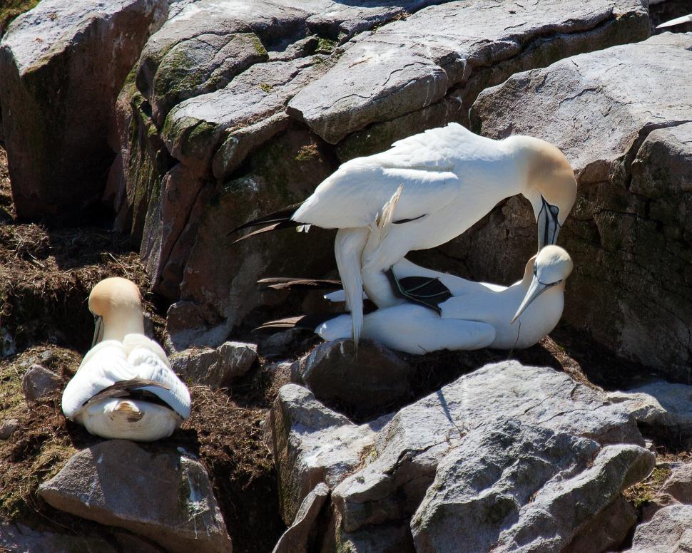 Free Image of Gannet 