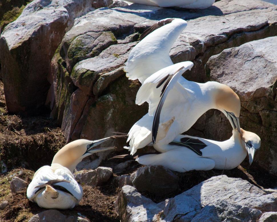 Free Image of Gannet 