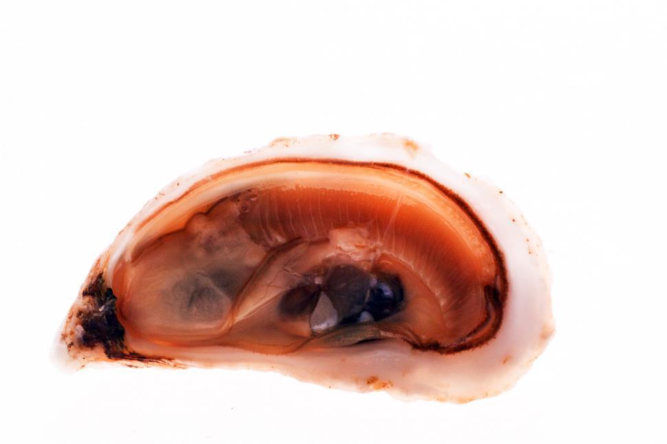 Free Image of Oysters 