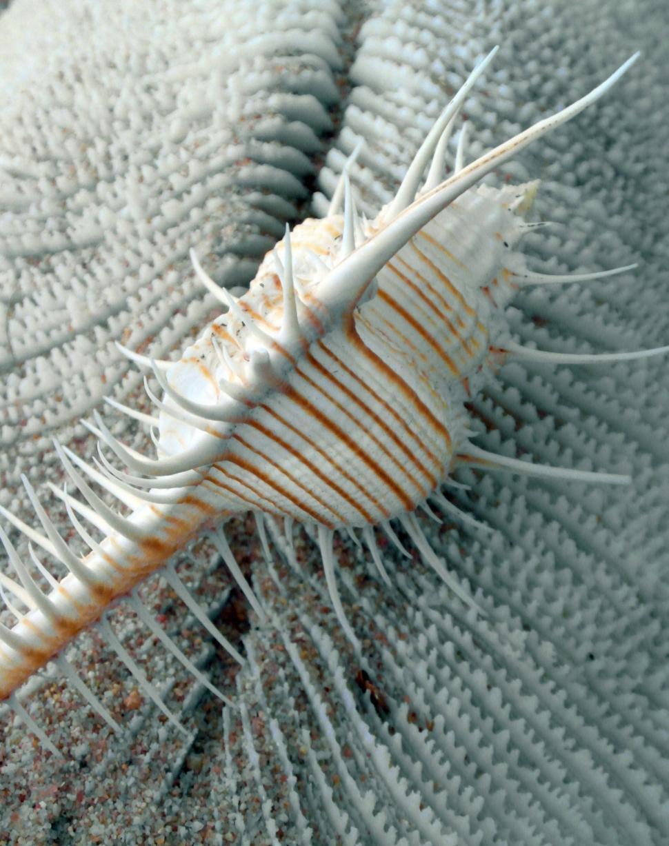 Free Image of Seashells 