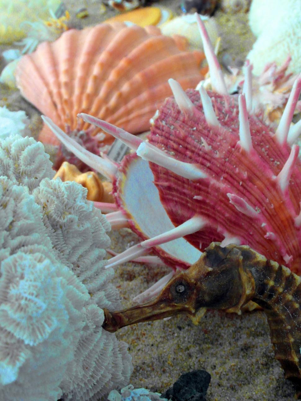 Free Image of Seashells 