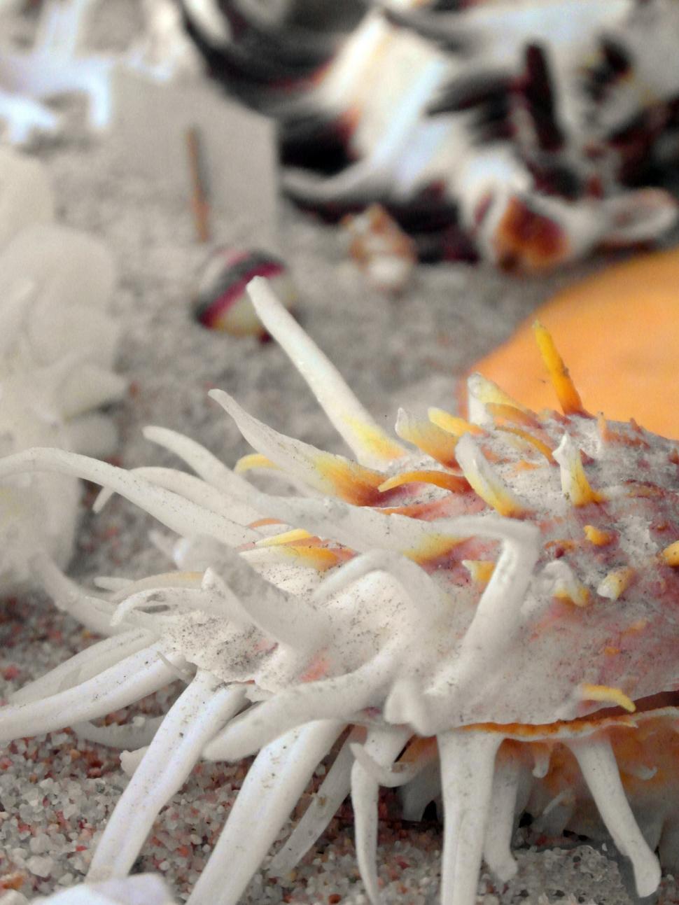 Free Image of Seashells 