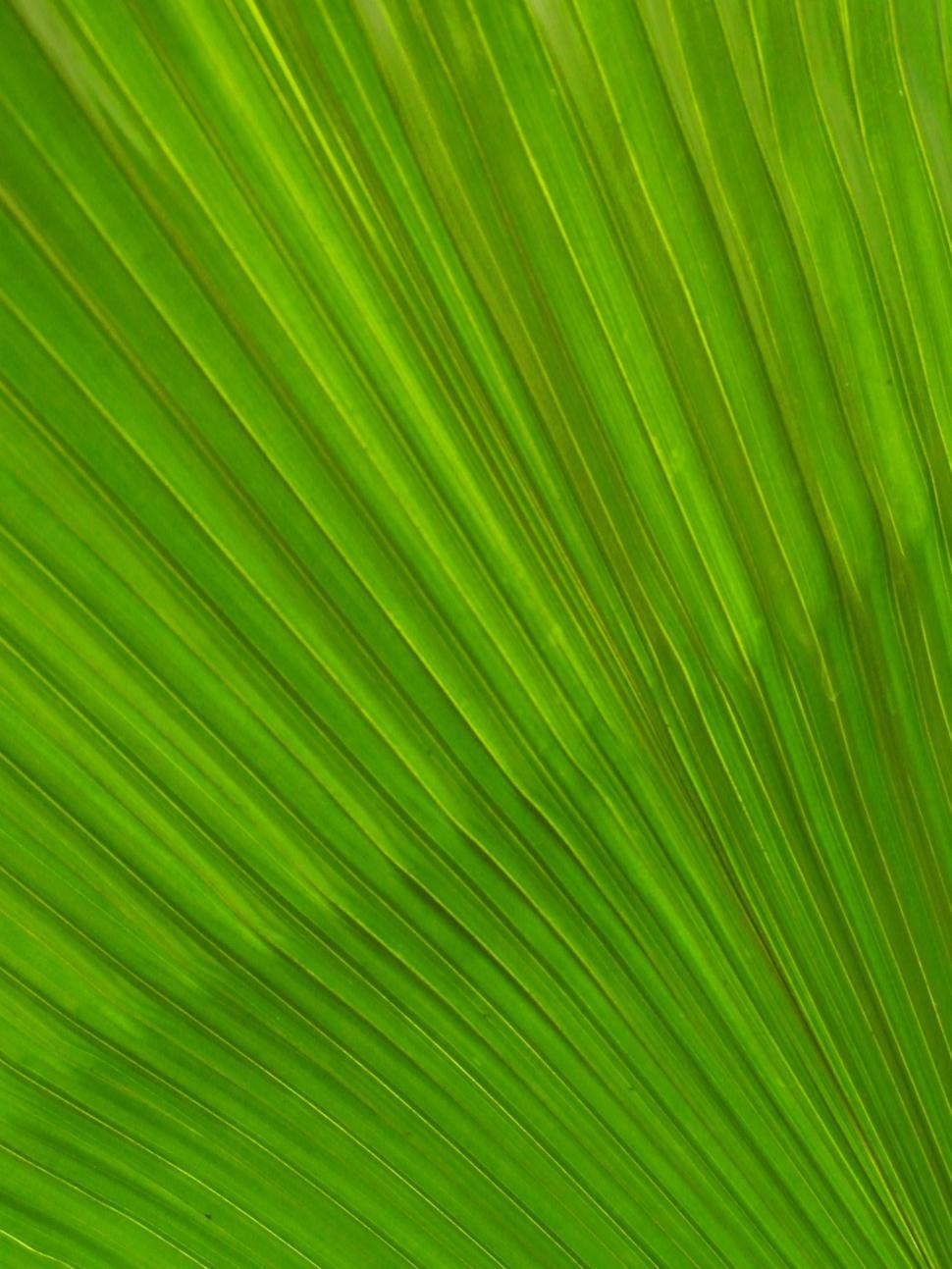 Free Image of Palm Leaf Background 