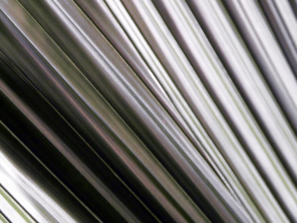 Free Image of Palm Leaf Background 