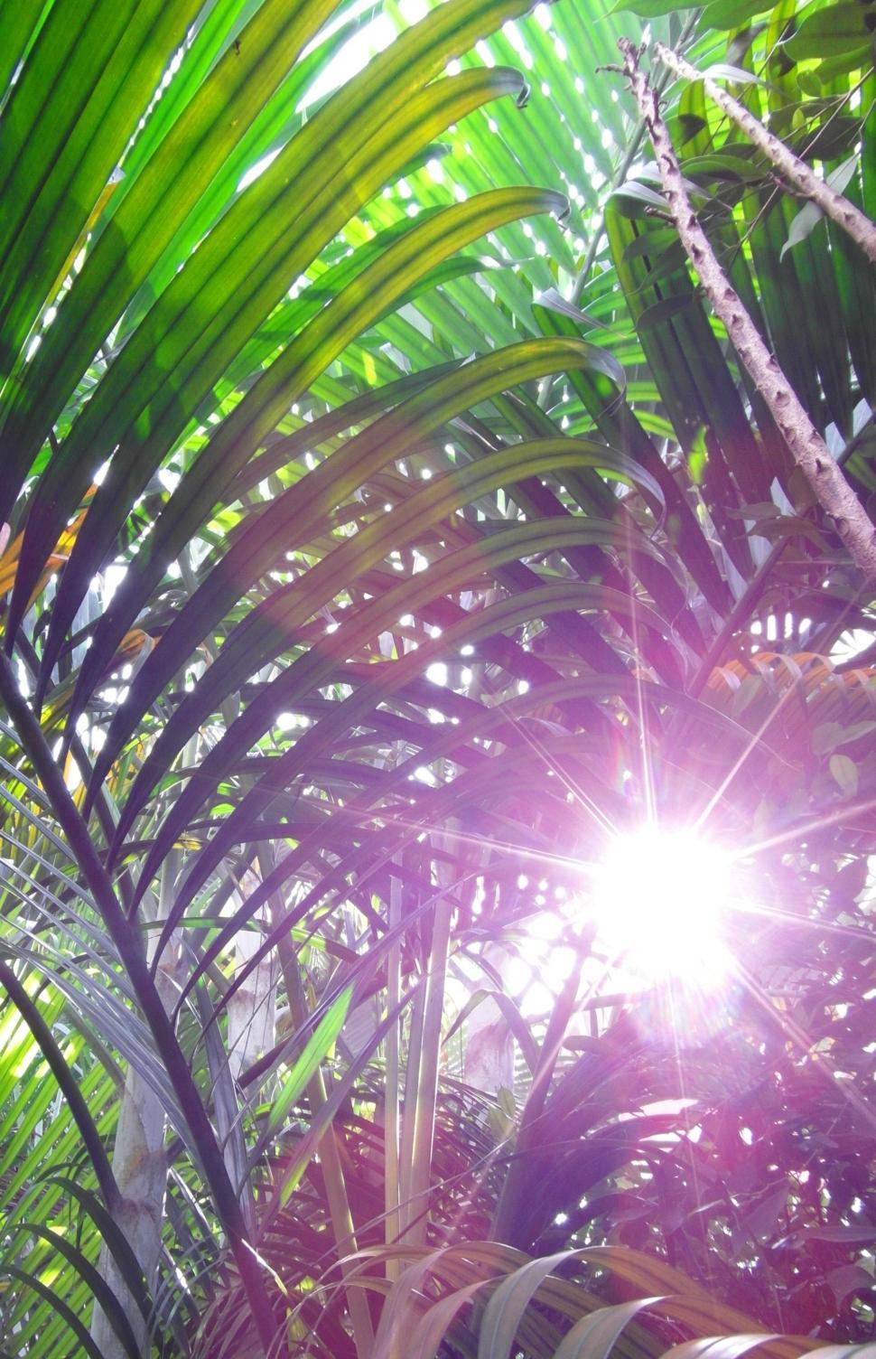 Free Image of Sunny Jungle 