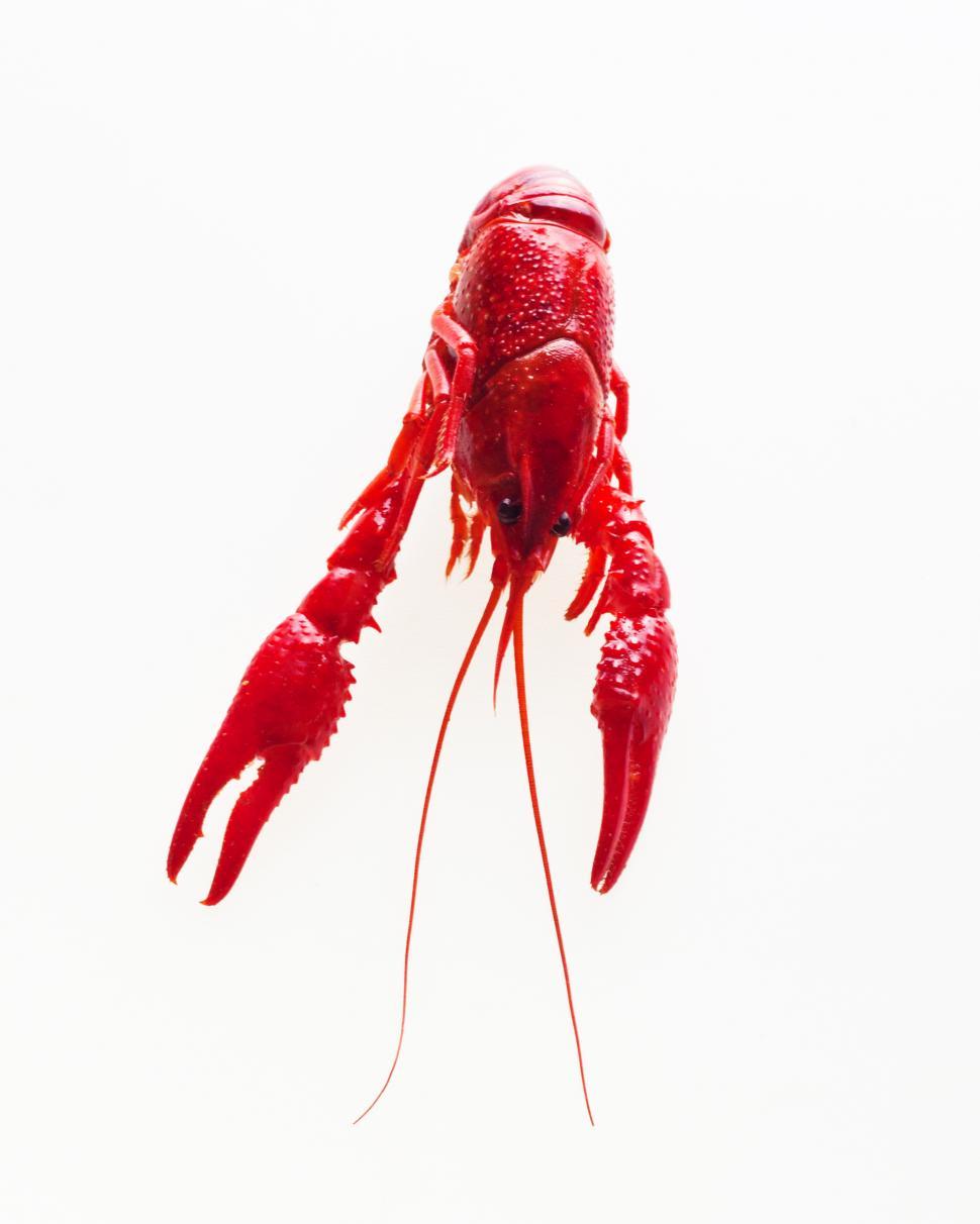 Free Image of Crayfish 