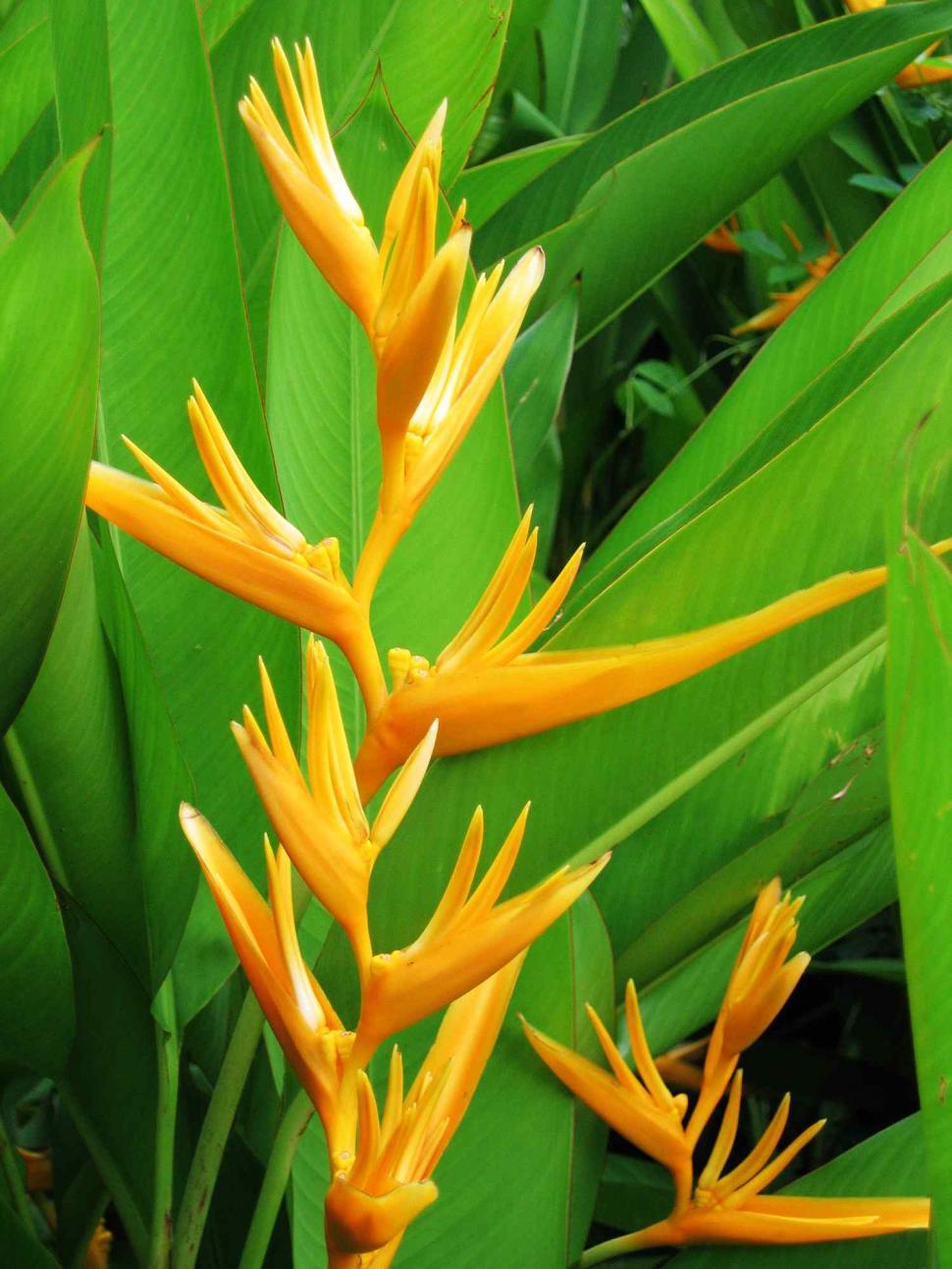 Free Image of Bird of Paradise plant 