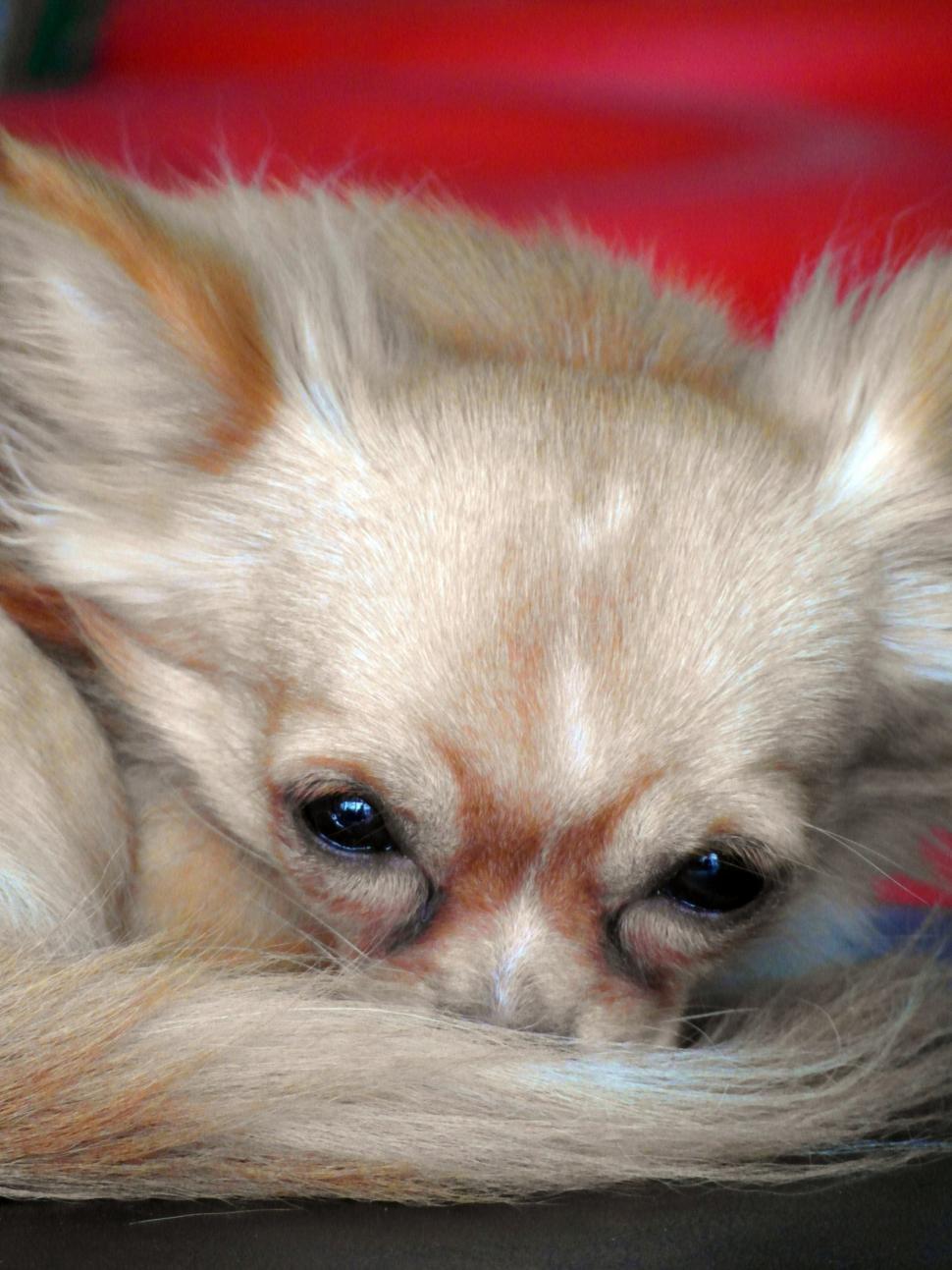 Free Image of Designer Dog 
