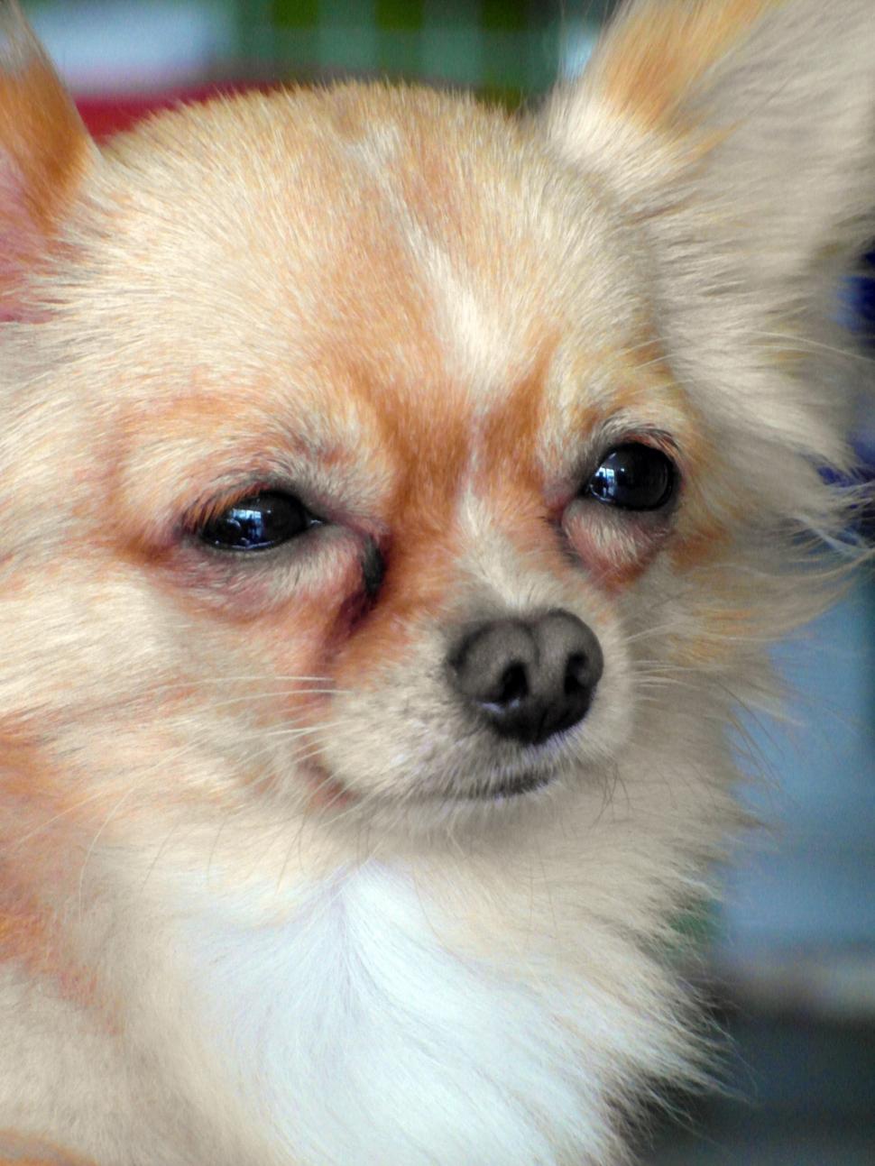 Free Image of Designer Dog 