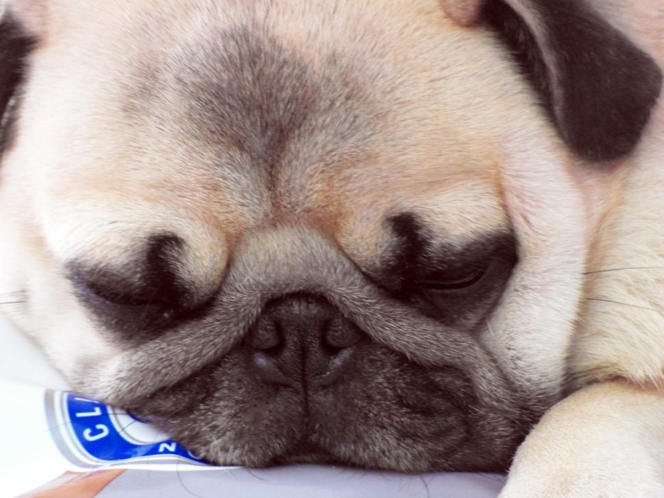 Free Image of Sleeping Bulldog 