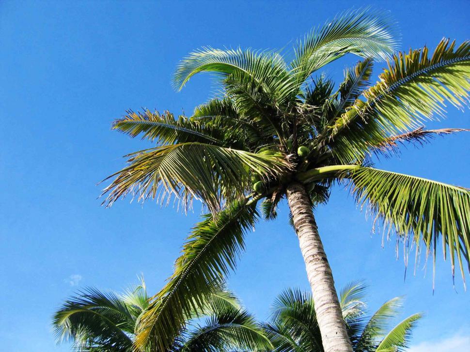 Free Image of Palm tree and sky 