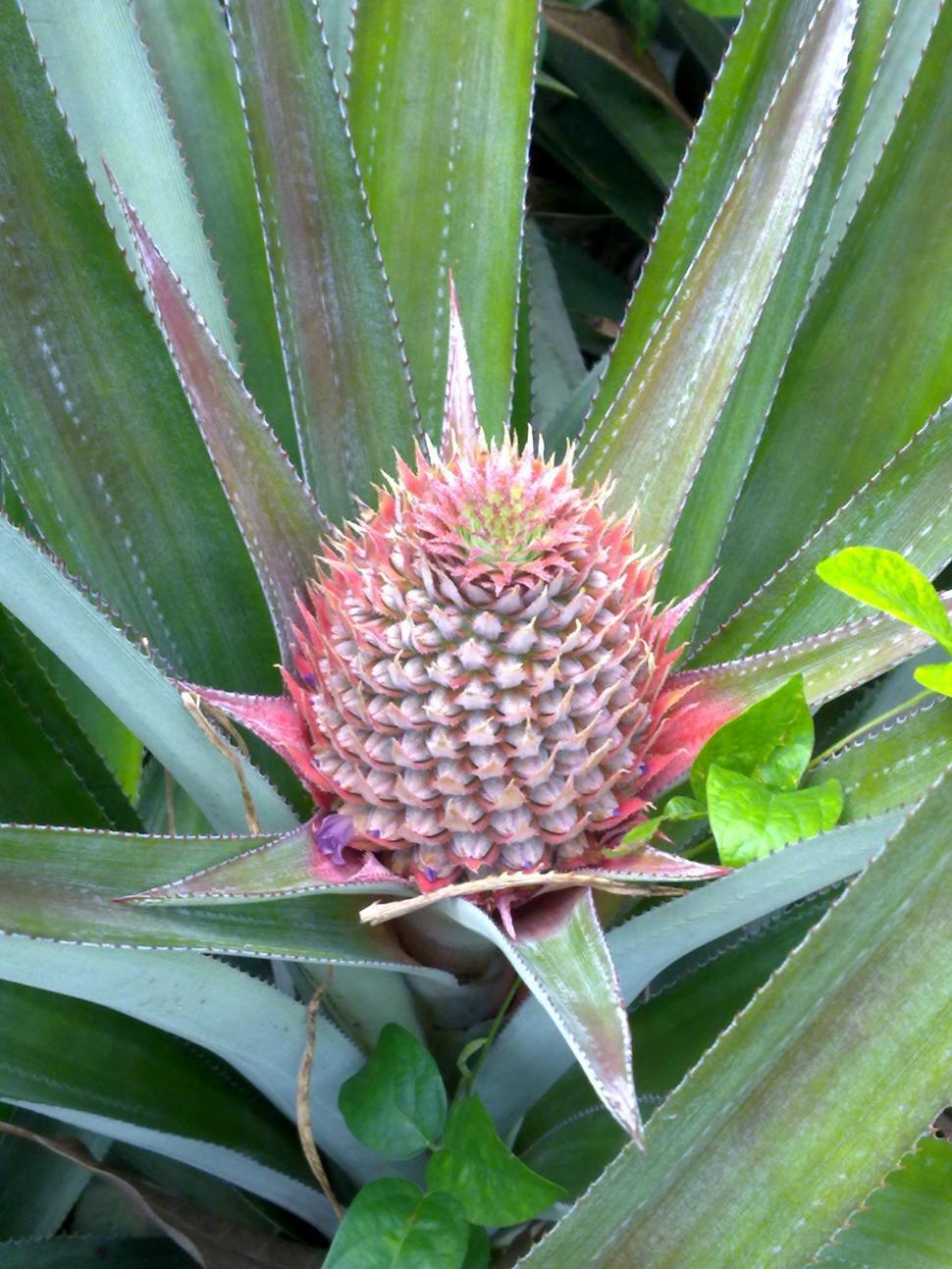 Free Image of Small Pinapple 
