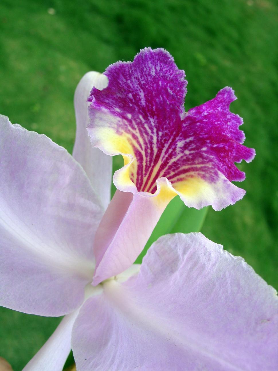 Free Image of Purple orchid 