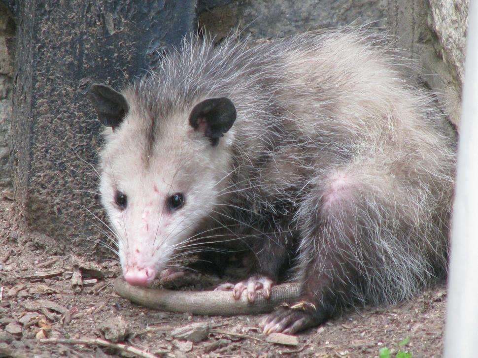 Free Image of Possum in the City 
