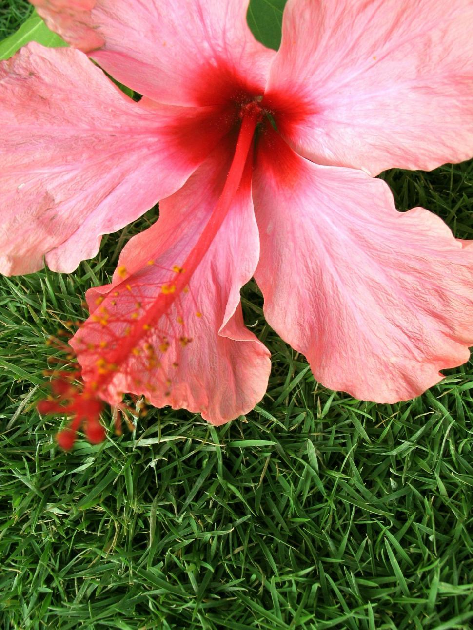 Free Image of Tropical flower - pink hibiscus 