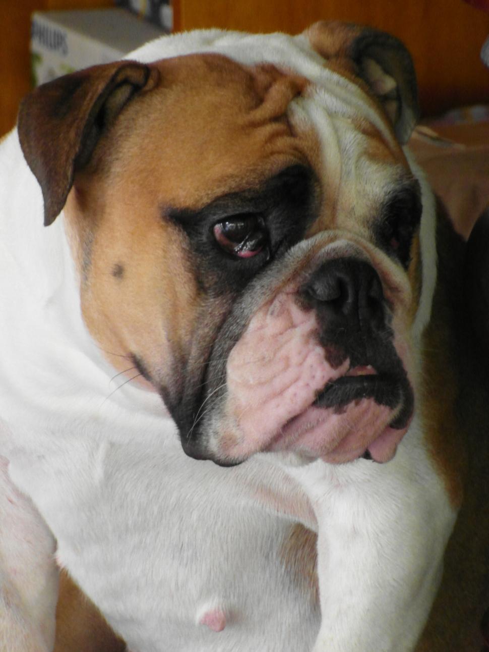 Free Image of Grumpy Bulldog 