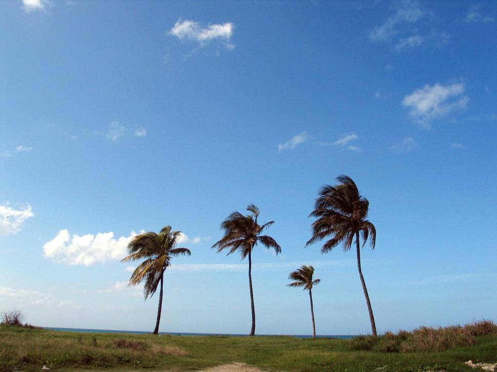 Free Image of Dirt Road Lined With Palm Trees Beneath Blue Sky 
