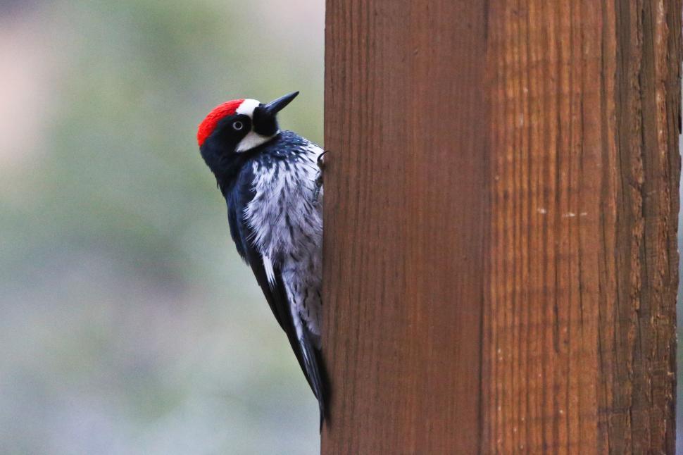 Free Image of Acorn Woodpecker 