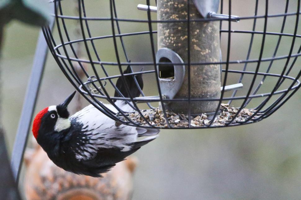 Free Image of Acorn Woodpecker 