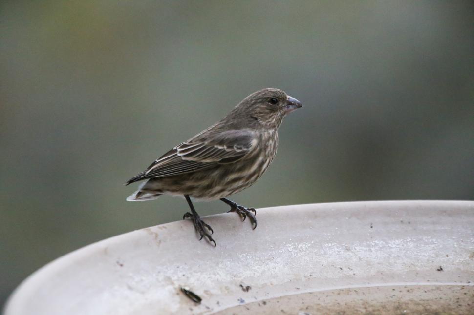 Free Image of Small yard bird 