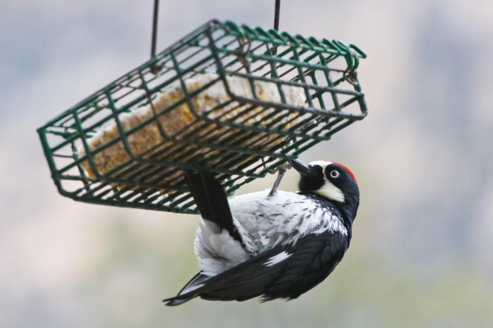 Free Image of Hungry Birds 