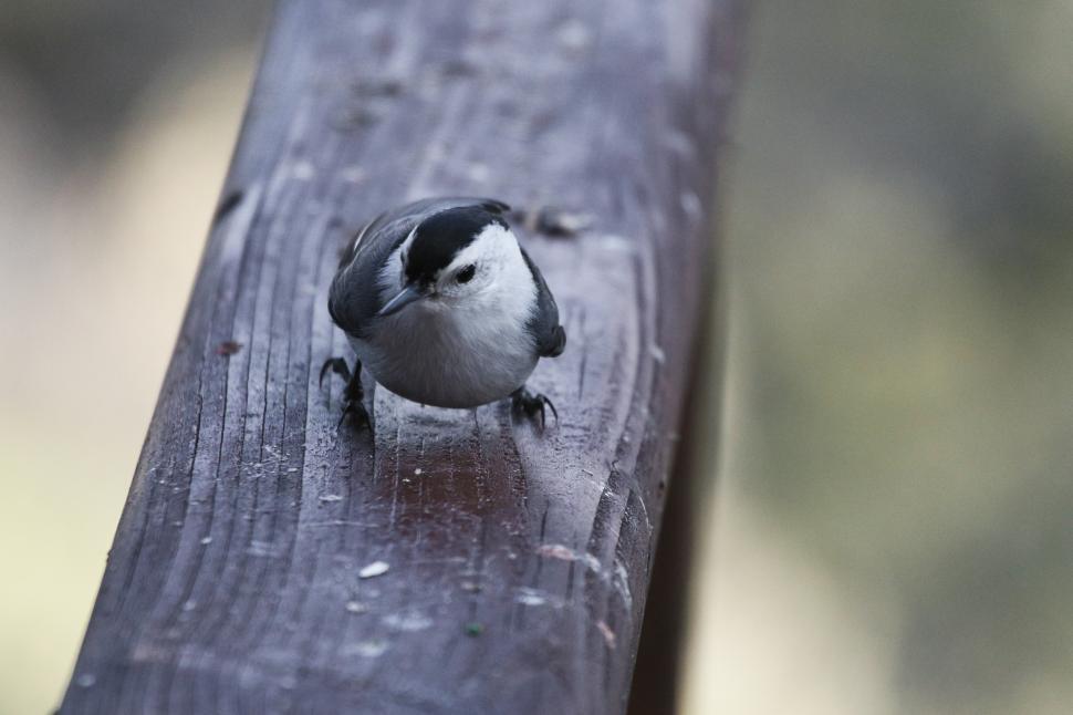 Free Image of Bird on a Beam 