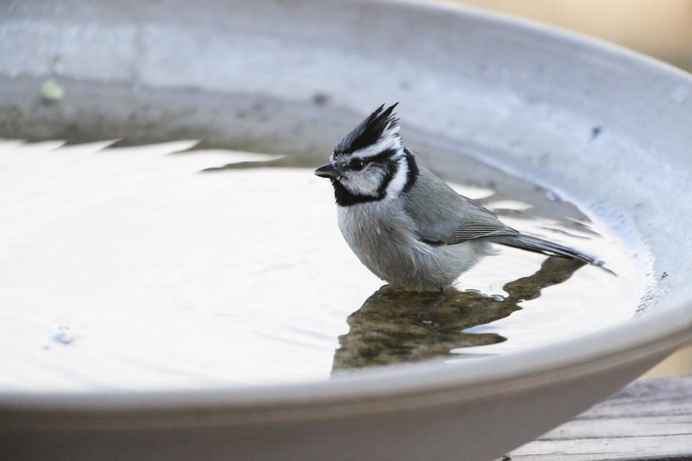 Free Image of Small wild bird 