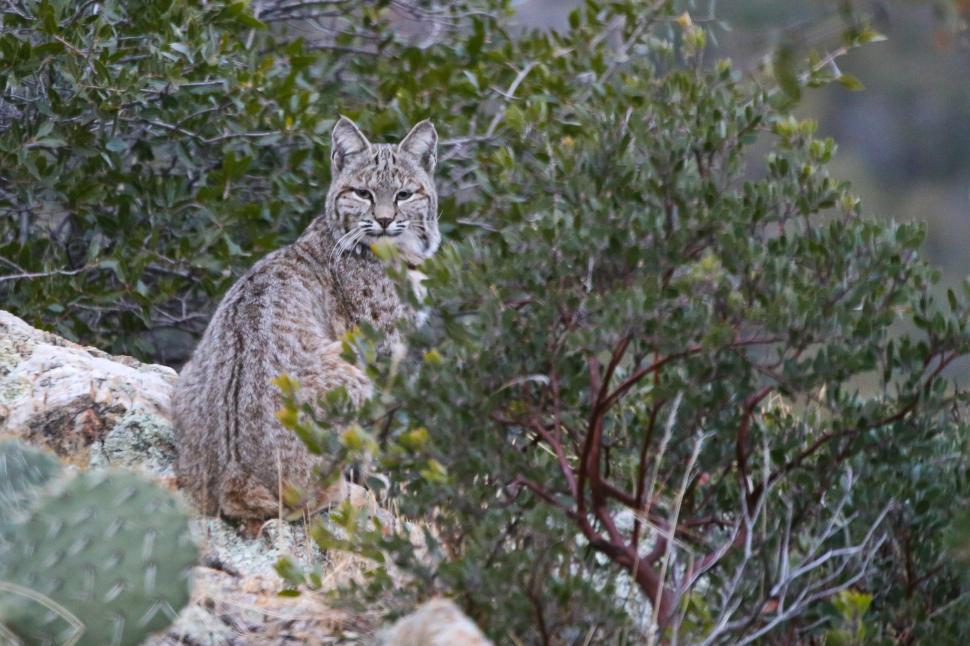 Free Image of Bobcat looking at camera 
