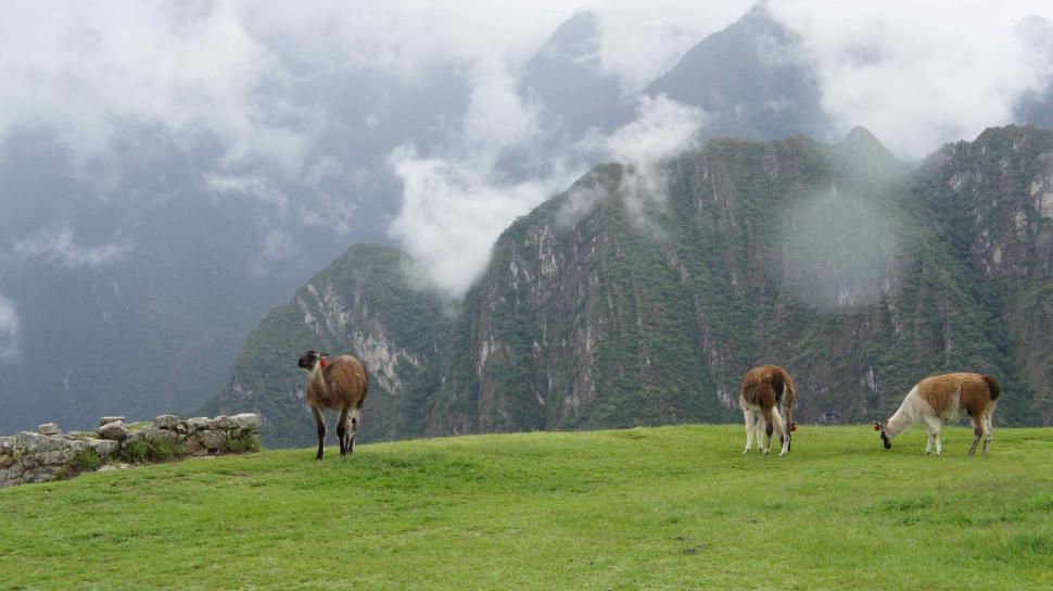 Free Image of Alpaca In the Mist  