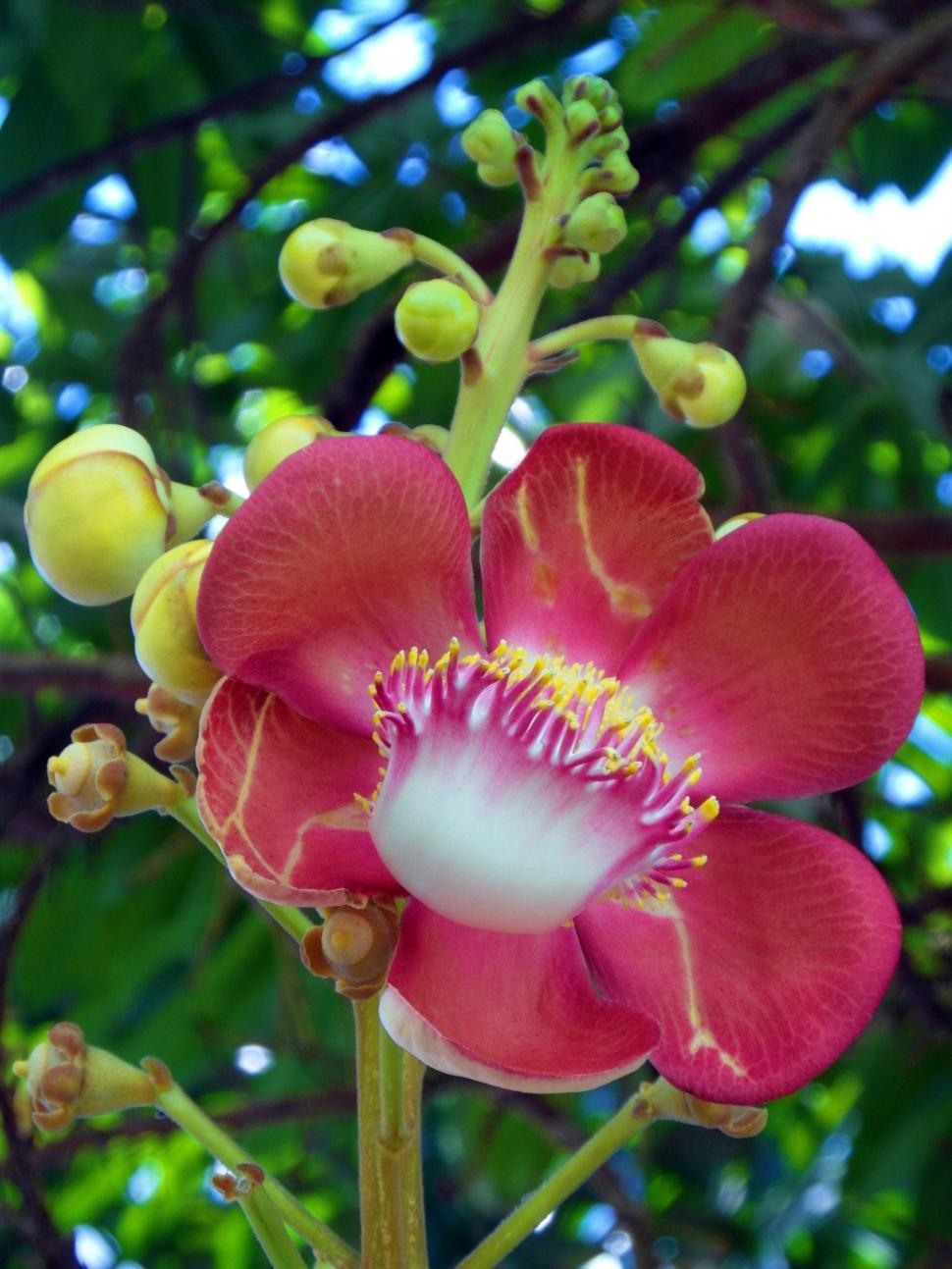 Free Image of Pretty Red Flower 