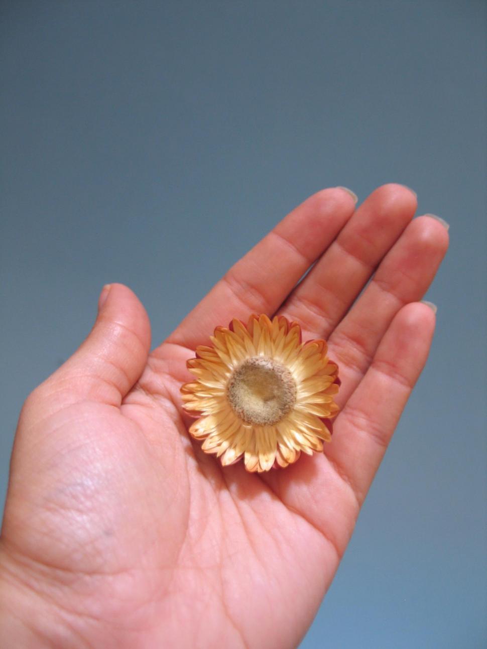 Free Image of Flower in hand 