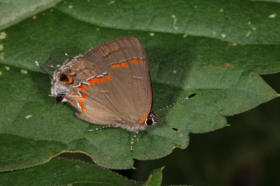 Free Image of Insects 