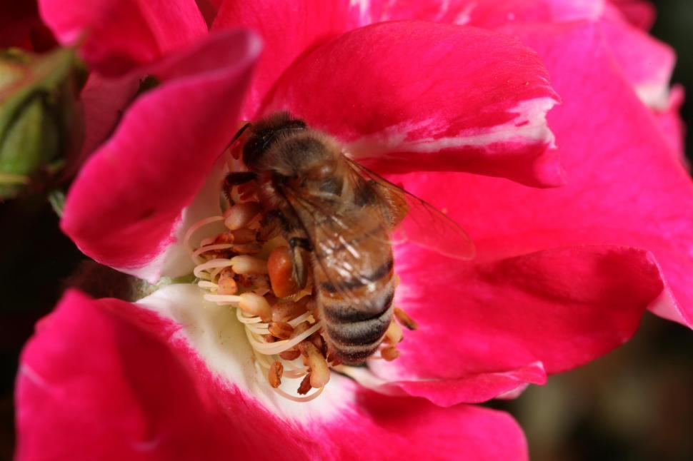 Free Image of Insects on flower 