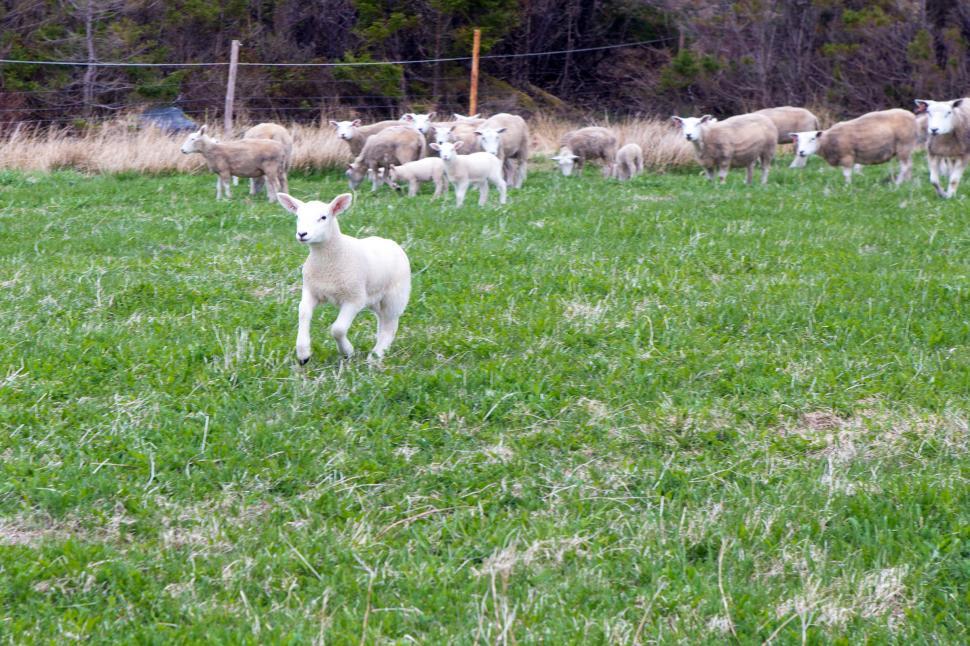 Free Image of Sheep 
