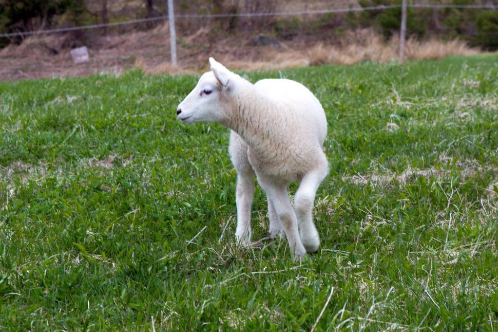 Free Image of Sheep 