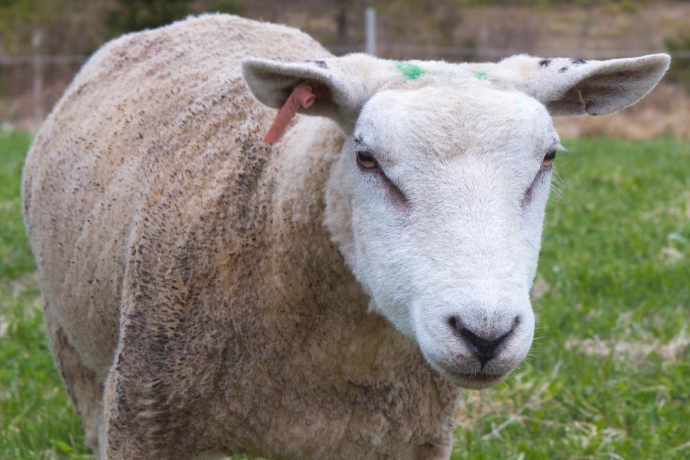 Free Image of Sheep 