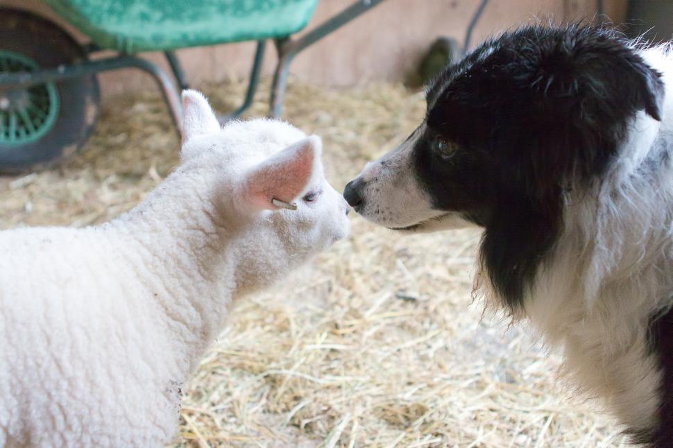 Free Image of Sheep and Dog 