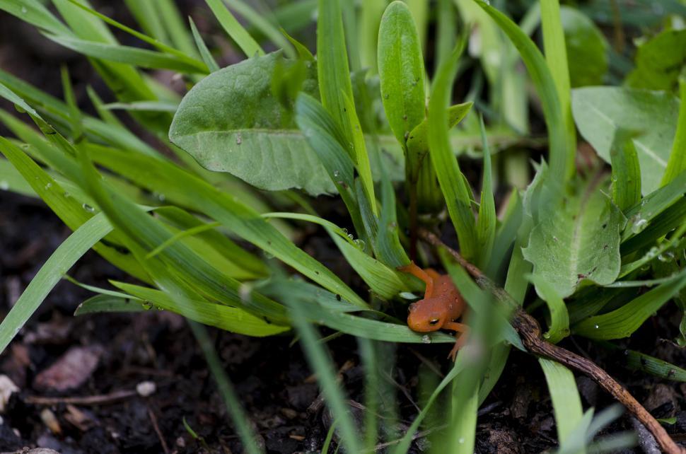 Free Image of Orange Spotted Newt 