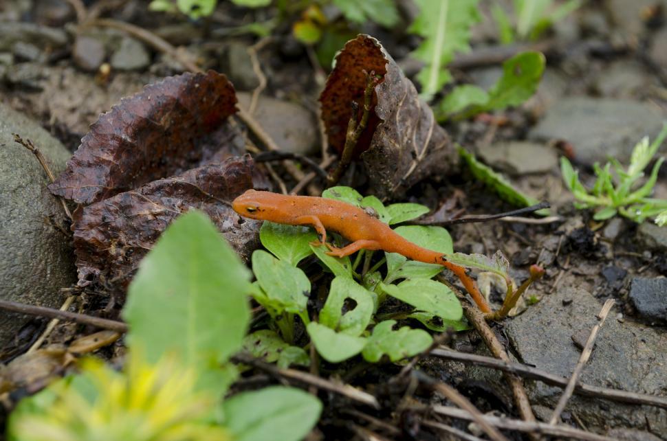 Free Image of Eastern Newt, Notophthalmus viridescens, Juvenile Terrestrial St 