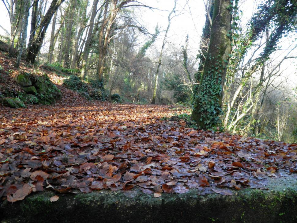Free Image of Fallen Leaves Scattered on the Ground 