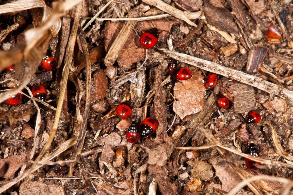 Free Image of Red and Black Beetles 