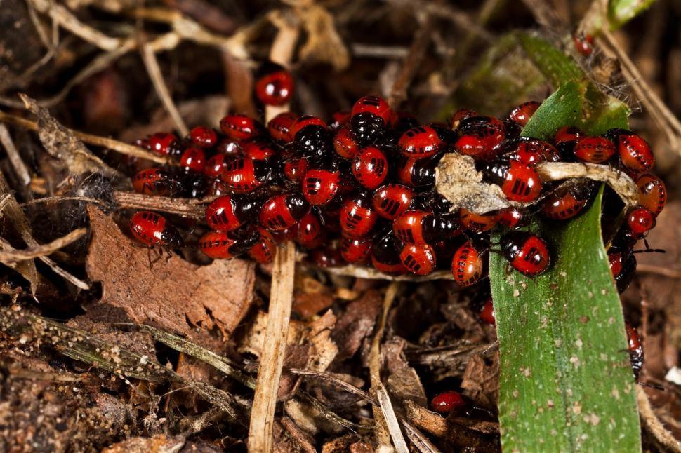 Free Image of Red and Black Beetles 