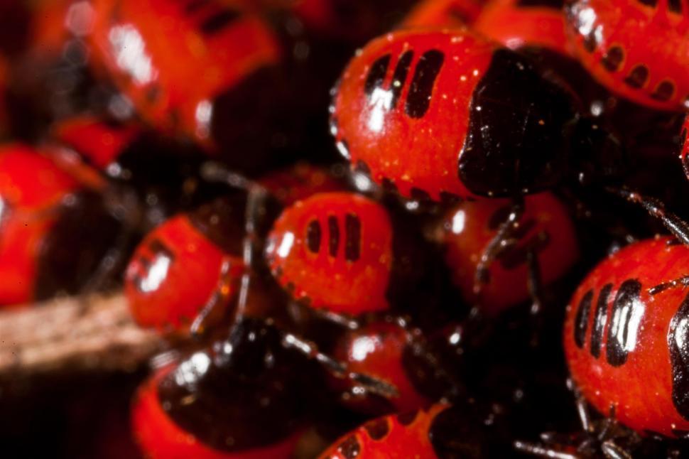 Free Image of Red and Black Beetles 